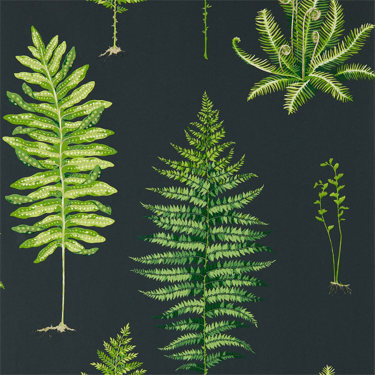 Sanderson - Tapete Fernery-Tapeten-Sanderson-BOTANICAL GREEN/CHARCOAL 216634-216634-Toju Interior