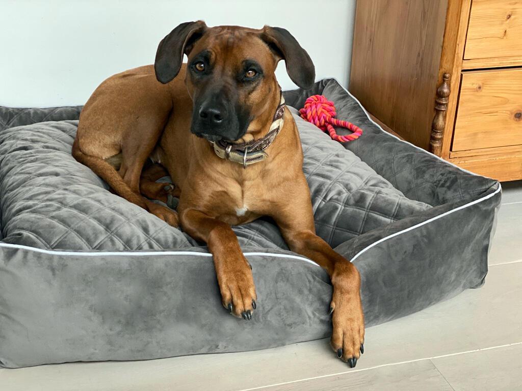 Laboni - Hundebett Oxford-Hundebett-Laboni-TOJU Interior