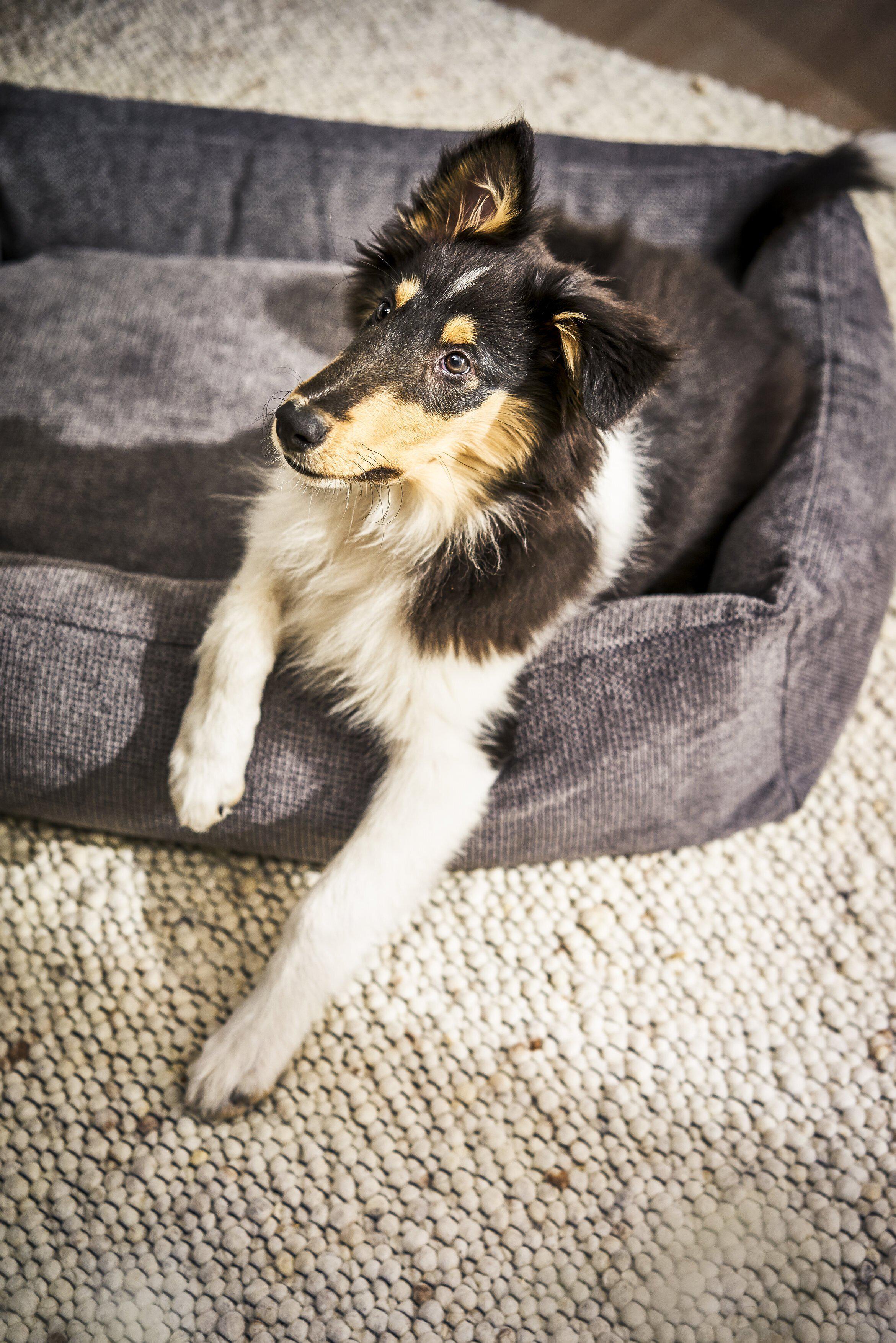 Laboni - Hundebett Tudor-Hundebett-Laboni-TOJU Interior