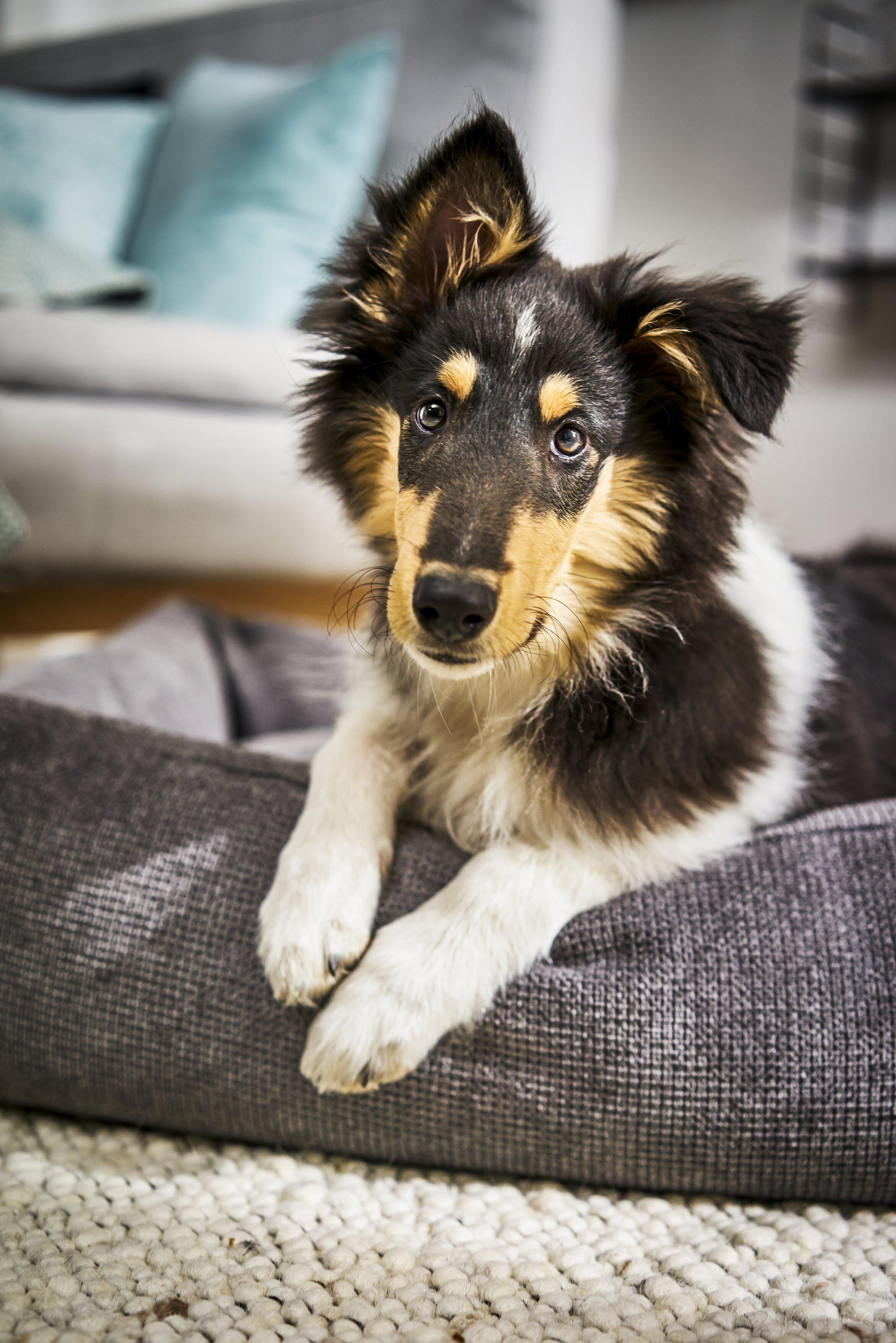 Laboni - Hundebett Tudor-Hundebett-Laboni-TOJU Interior