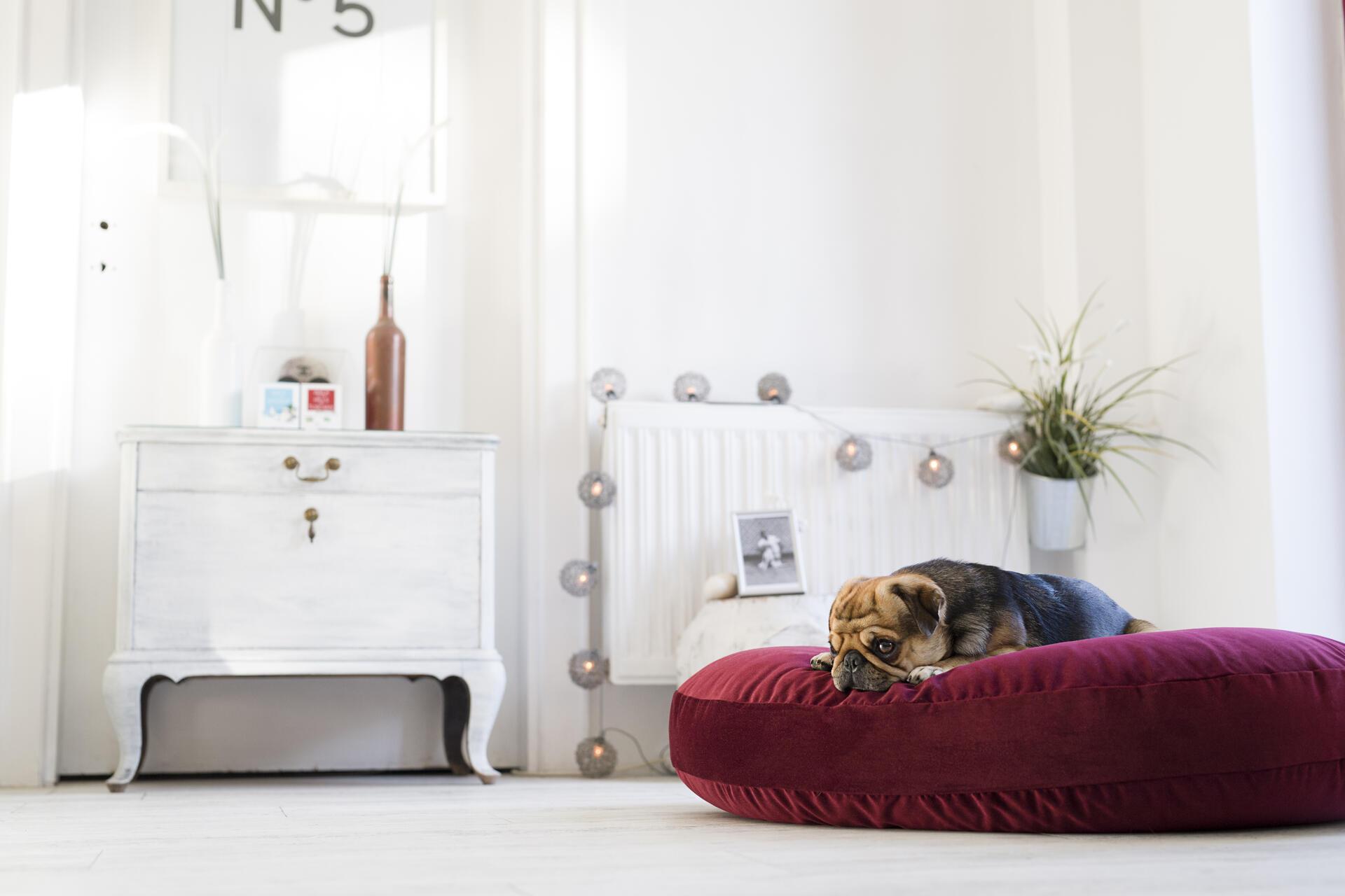 Laboni - Vogue - Design-Hundebett Oxford-Hundebett-Laboni-TOJU Interior