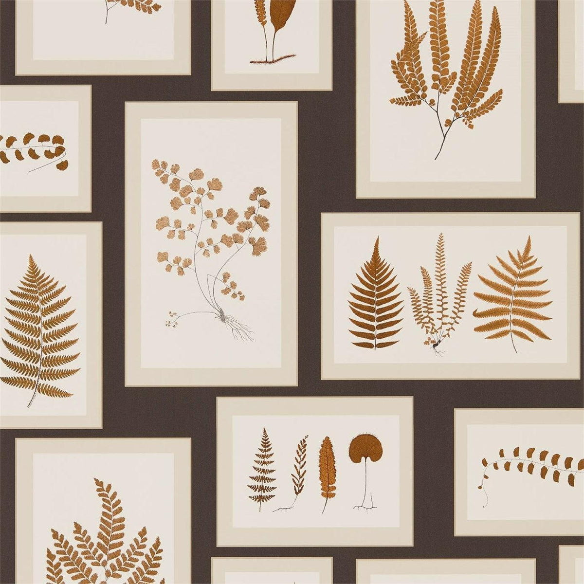 Sanderson - Tapete Fern Gallery-Tapeten-Sanderson-CHARCOAL/SPICE 215713-215713-Toju Interior