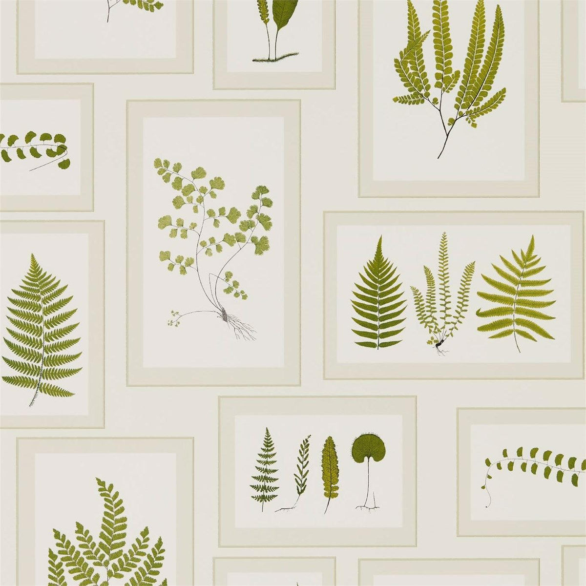 Sanderson - Tapete Fern Gallery-Tapeten-Sanderson-IVORY/GREEN 215712-215712-Toju Interior