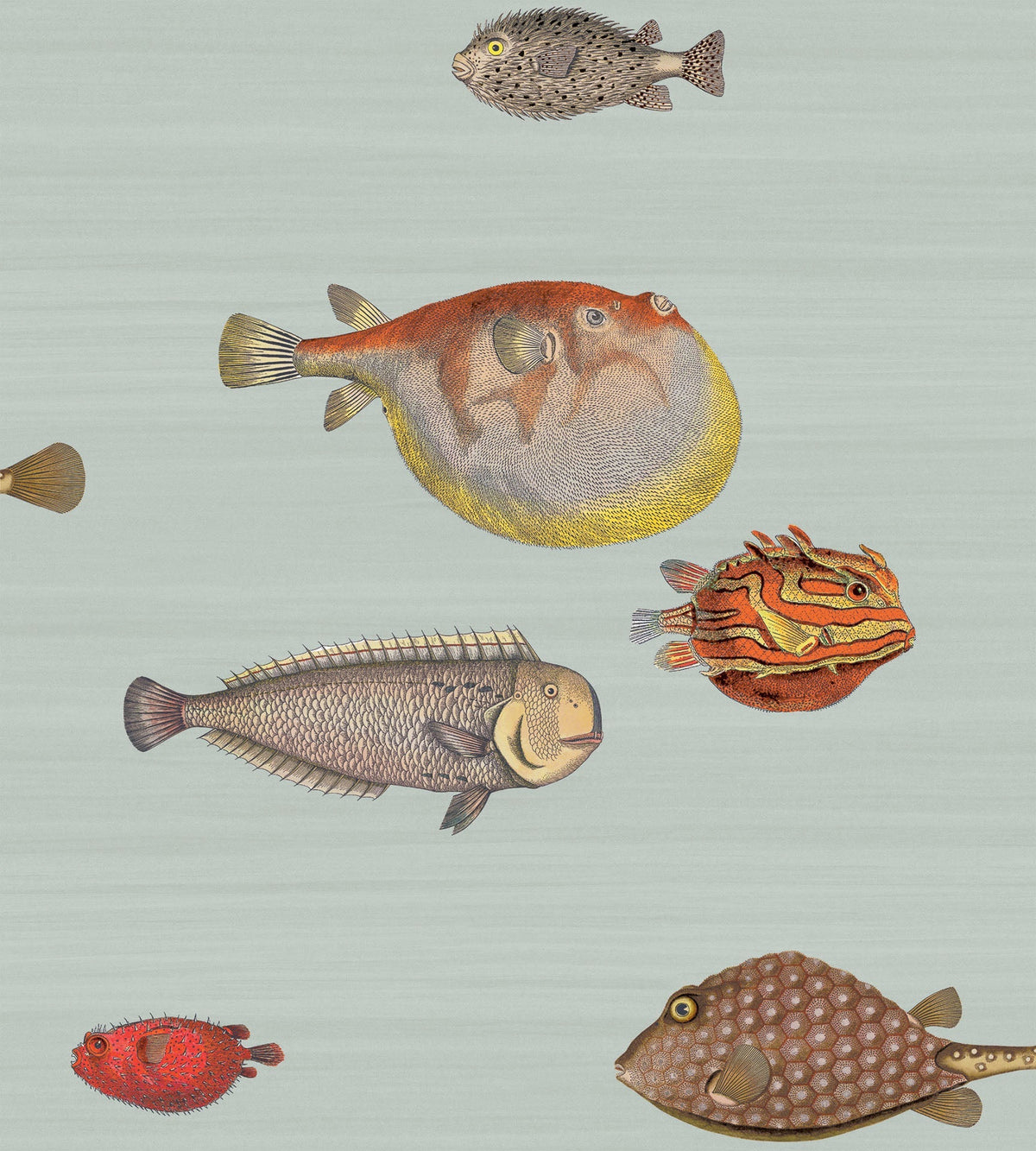 Cole & Son Acquario Tapete in Print Room Blue