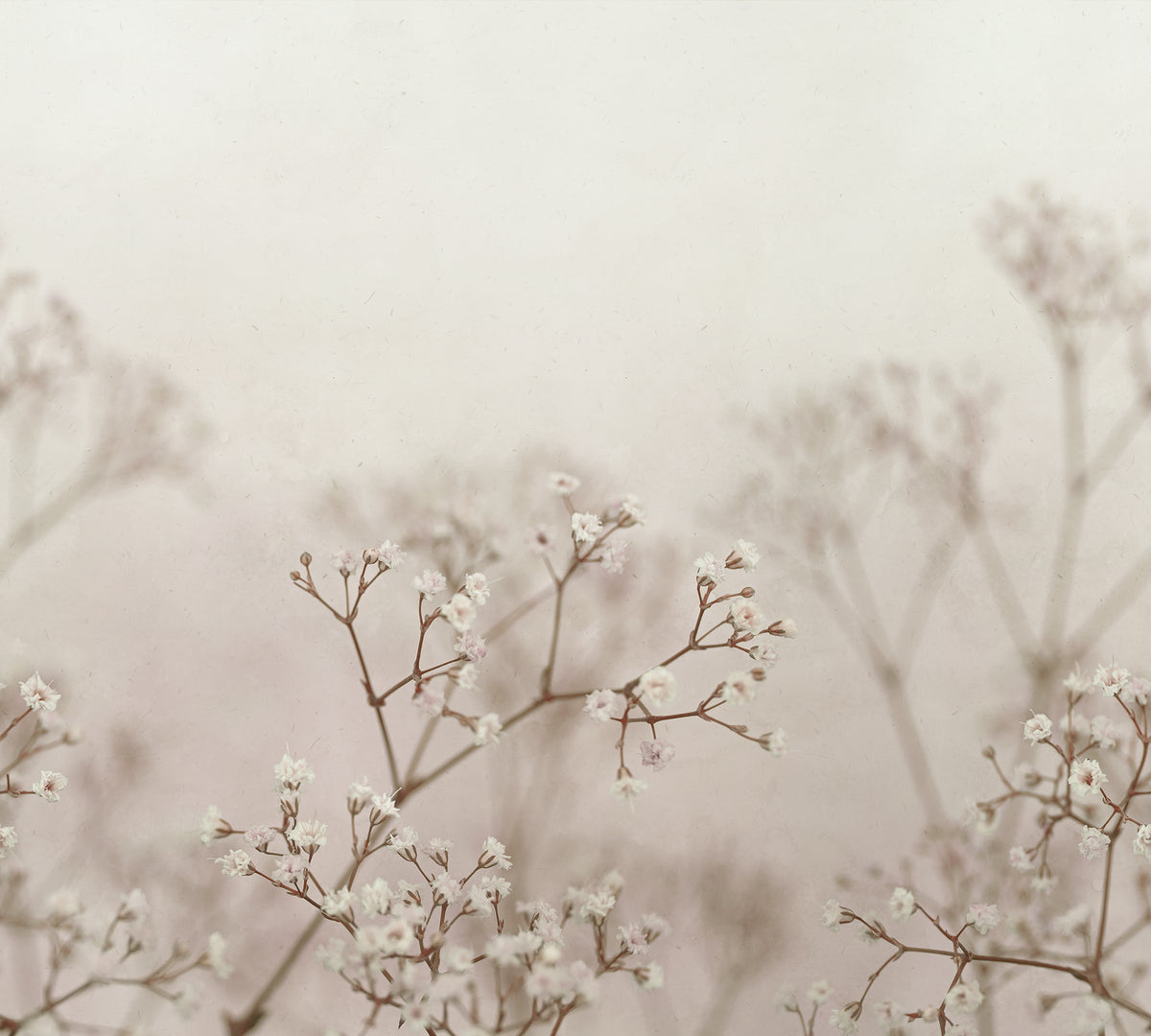 Sandberg Julia Blush S10130 – Tapetenmuster