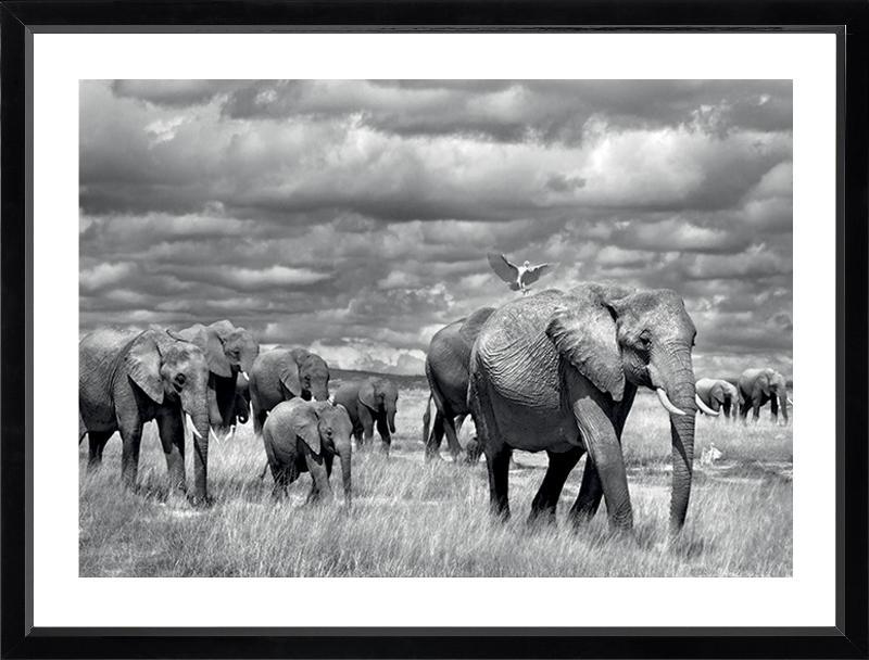 Brookpace Fine Art - Elephants of Kenya-Wandbild-Brookpace Lascelles-Studio / Lackrahmen schwarz-TOJU Interior